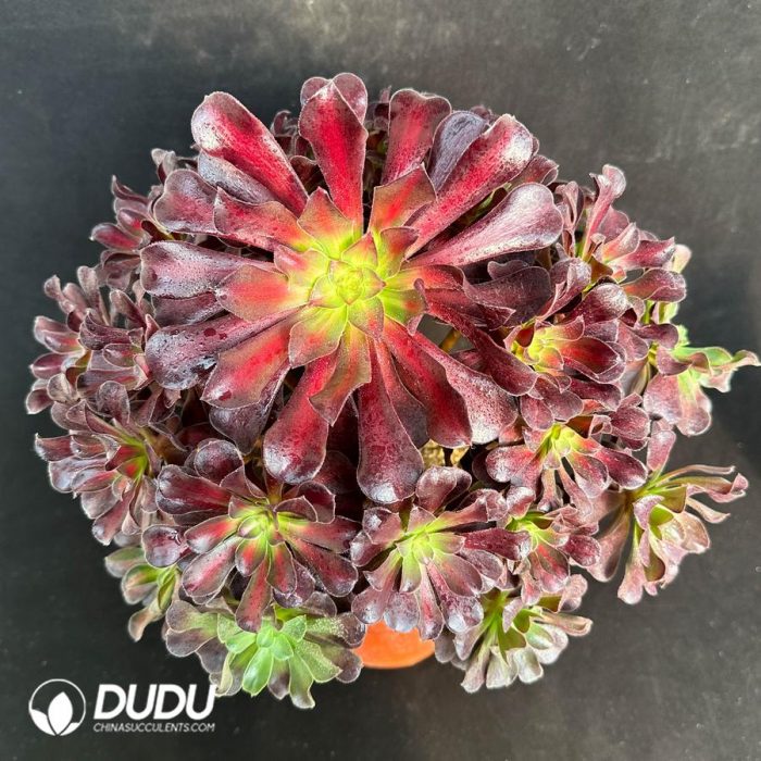 Aeonium Plum Purdy Variegated Cluster – China Wholesale Succulent ...