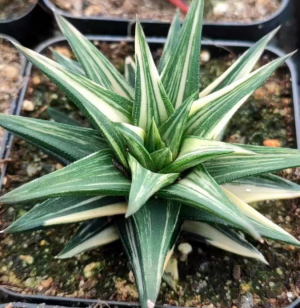 Haworthia Ivory tower Variegated – China Wholesale Succulent Plants ...