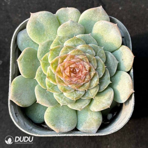 Echeveria Ice Soul Sugar – China Wholesale Succulent Plants Factory Amazing