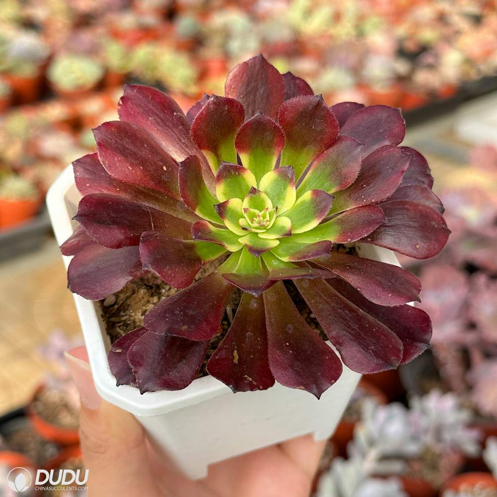 Aeonium Meiji Variegated – China Wholesale Succulent Plants Factory Amazing