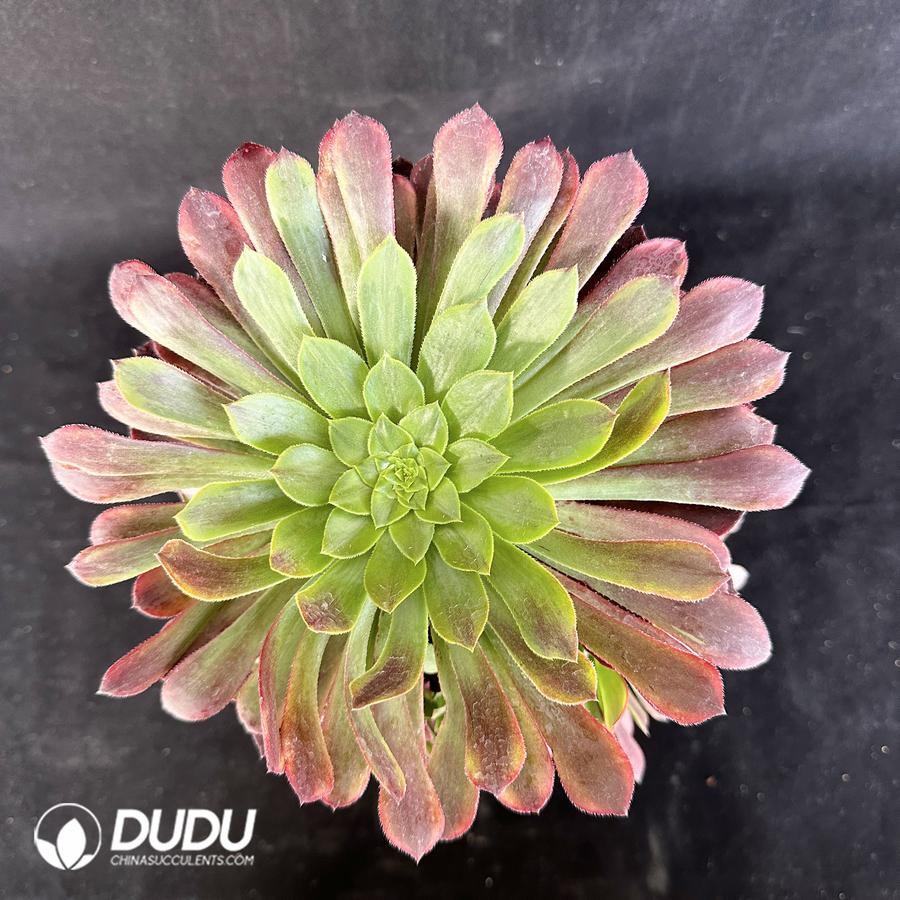 Aeonium ‘Fiesta’Clustering – China Wholesale Succulent Plants Factory ...