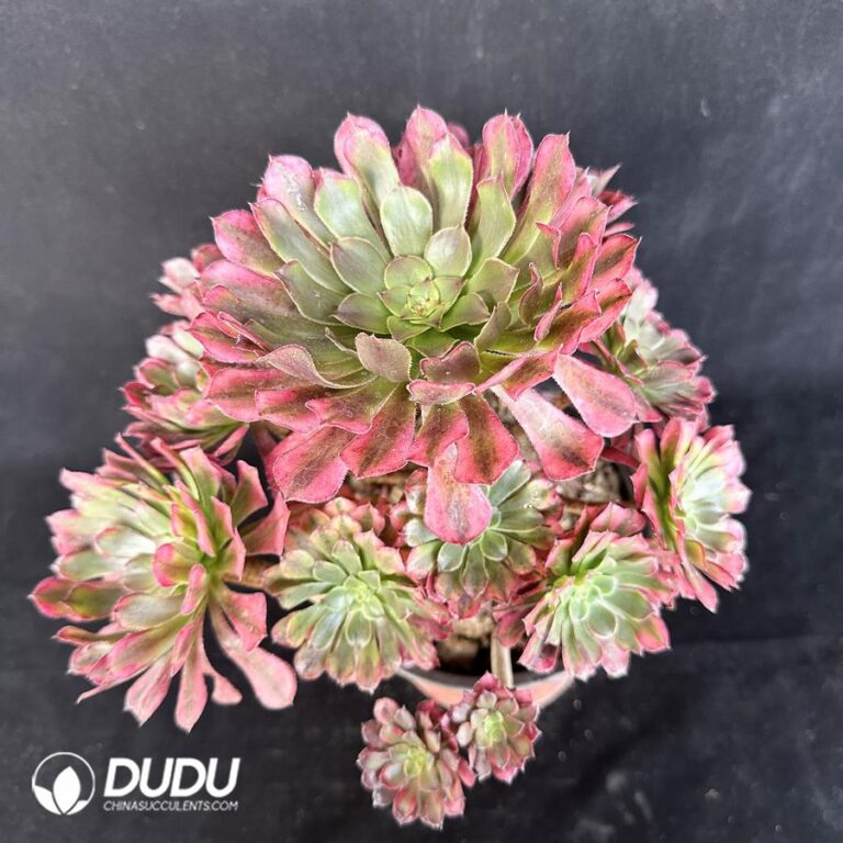 Aeonium Zhurong Clustering – China Wholesale Succulent Plants Factory ...