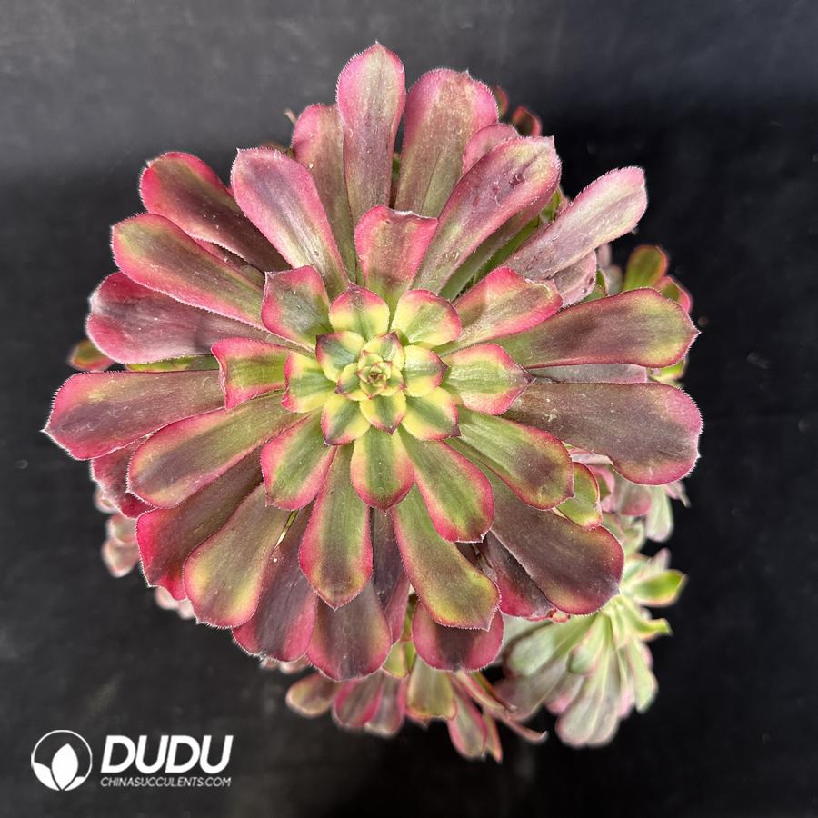 Aeonium Venus Variegated Cluster – China Wholesale Succulent Plants ...