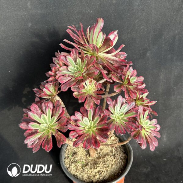 aeonium mardi gras succulent