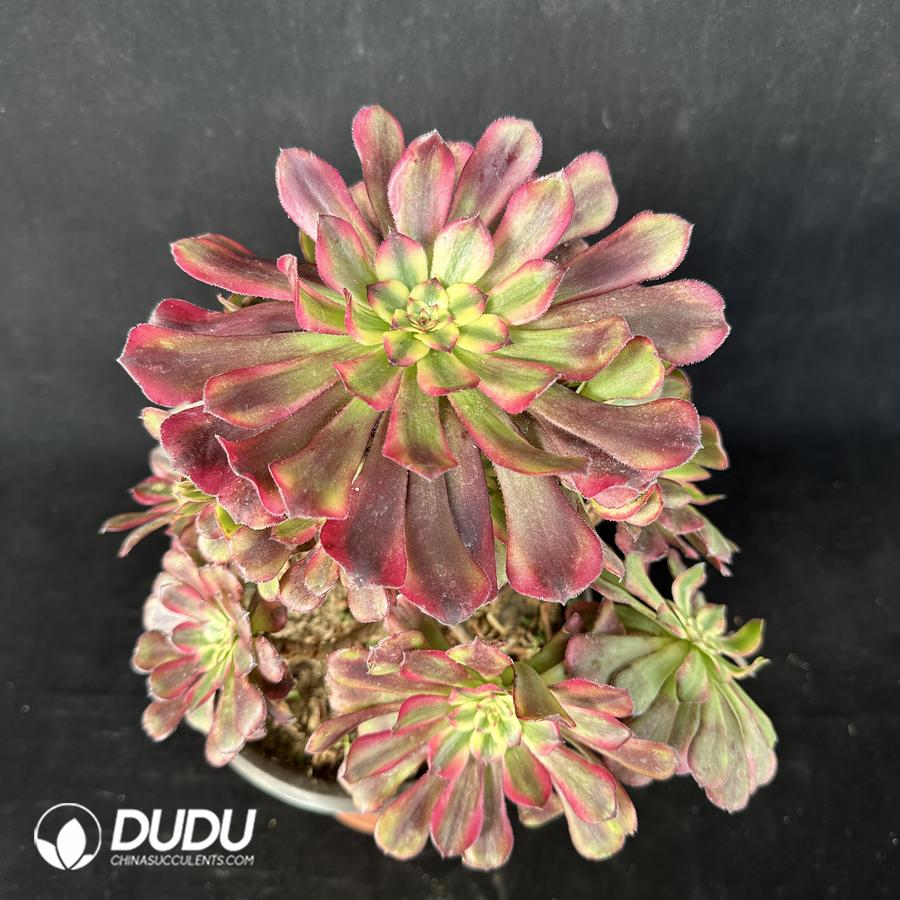 Aeonium Venus Variegated Cluster – China Wholesale Succulent Plants ...