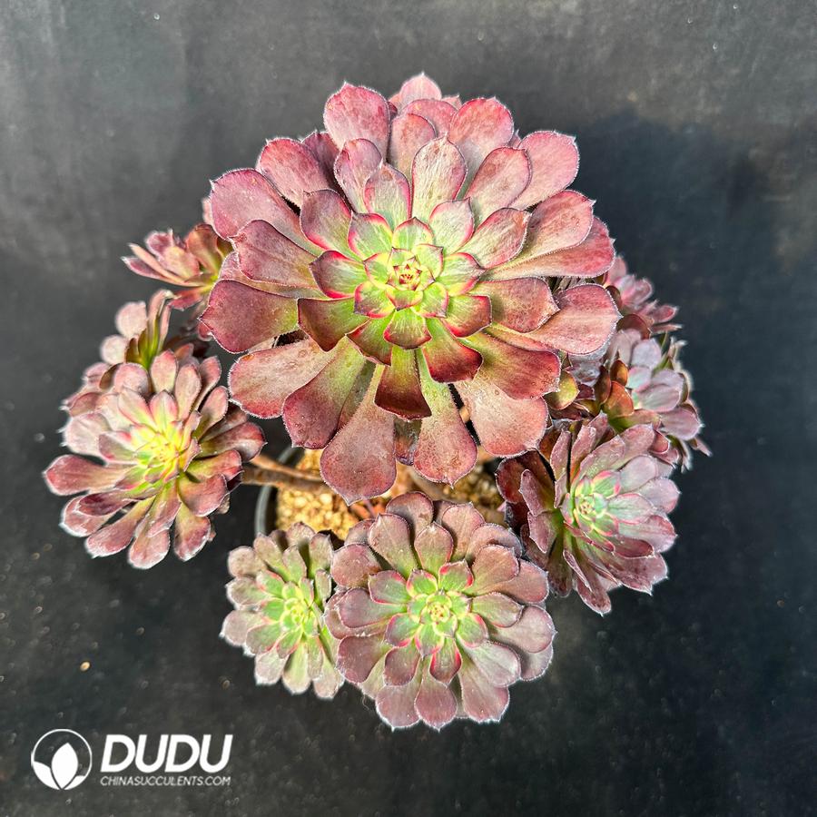 Aeonium fireworks Variegated Cluster – China Wholesale Succulent Plants ...