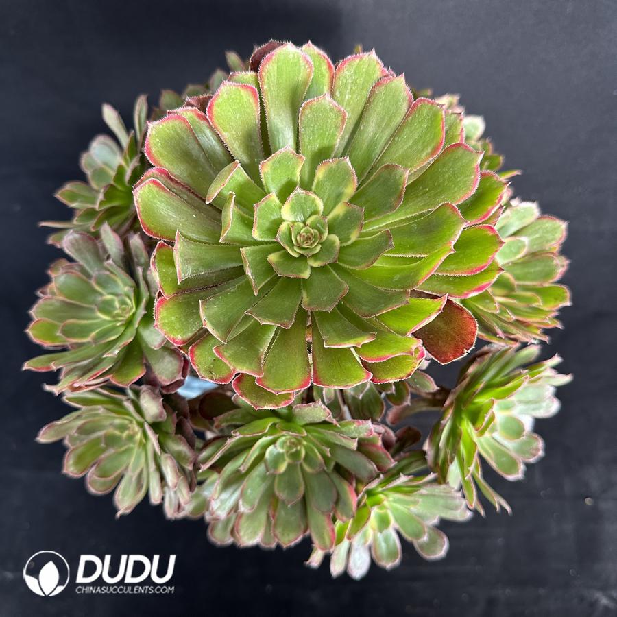 Aeonium Black King Kong Variegated Cluster – China Wholesale Succulent ...