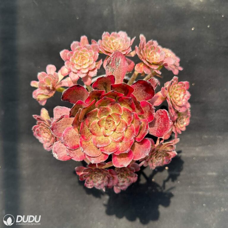 Aeonium Red King Kong Variegated Cluster – China Wholesale Succulent ...