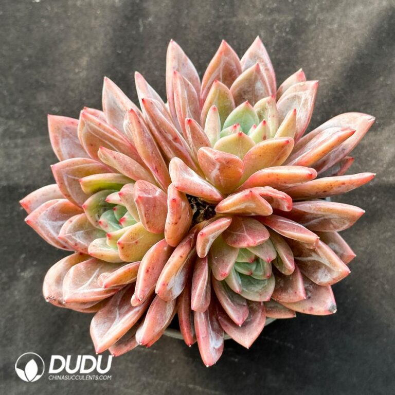 Echeveria Wine Champagne Clustering – China Wholesale Succulent Plants ...