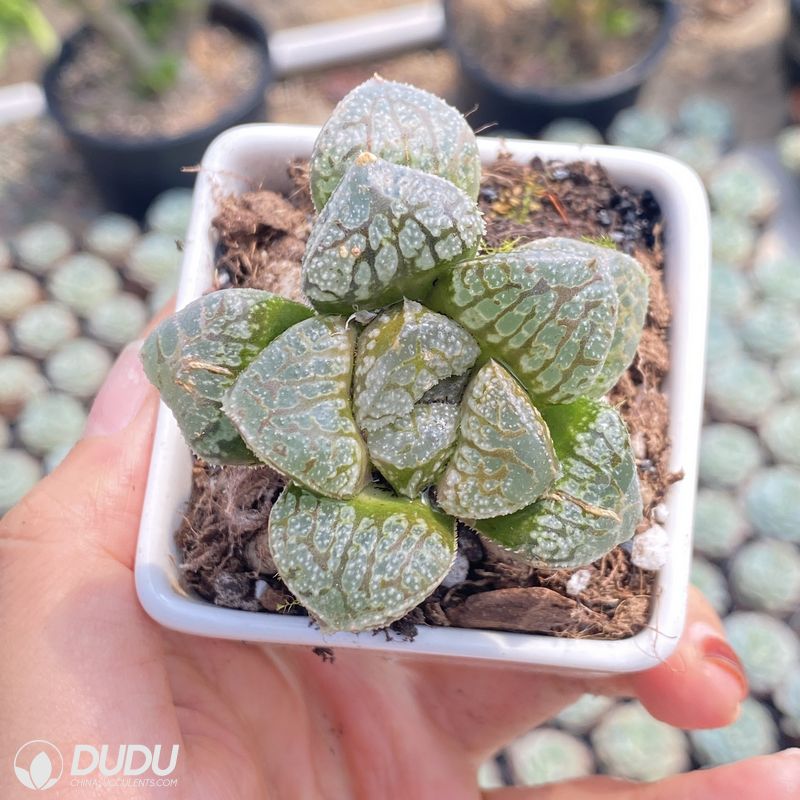 Haworthia mordor – China Wholesale Succulent Plants Factory Amazing