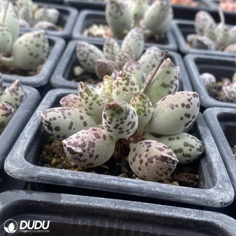 Adromischus Cooperi v. Festivus – China Wholesale Succulent Plants ...