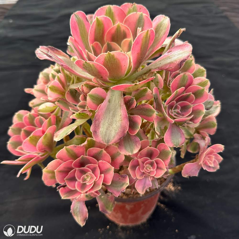 Aeonium Pink Witch Variegated Cluster – China Wholesale Succulent ...