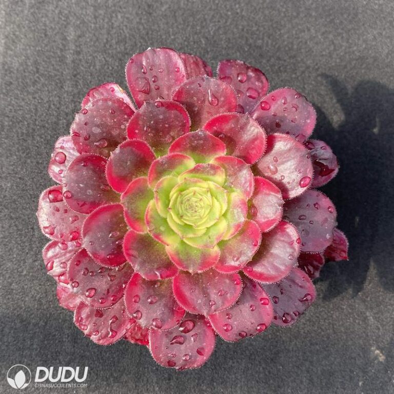 aeonium mardi gras variegated