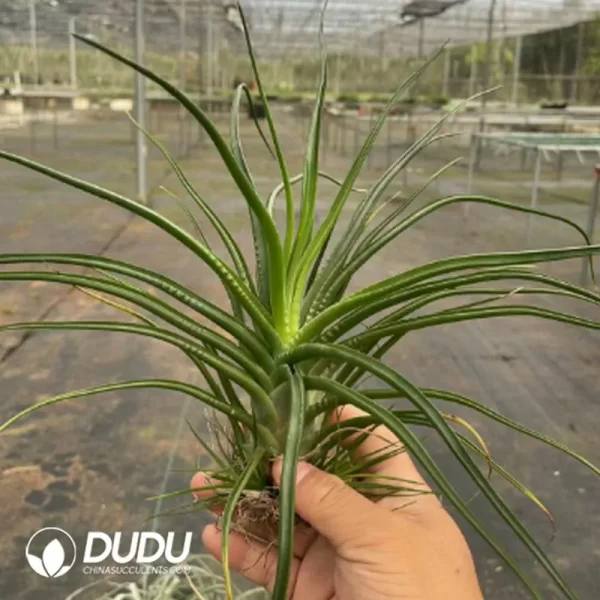 Tillandsia Large Joey – China Wholesale Succulent Plants Factory Amazing