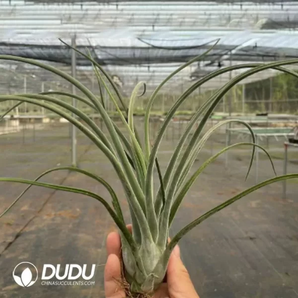 Tillandsia Giant Medusa – China Wholesale Succulent Plants Factory Amazing