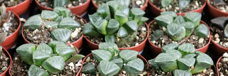 Haworthia – Dudu Wholesale Rare Live Succulents Plants Grower